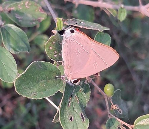 Common Red Flash