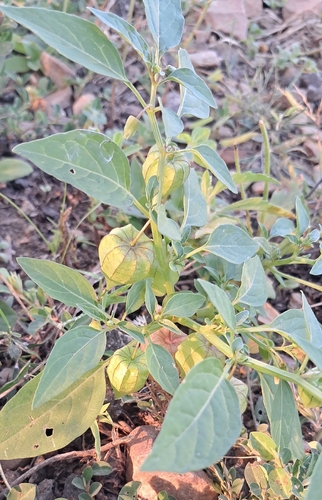 cutleaf groundcherry