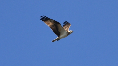 Osprey