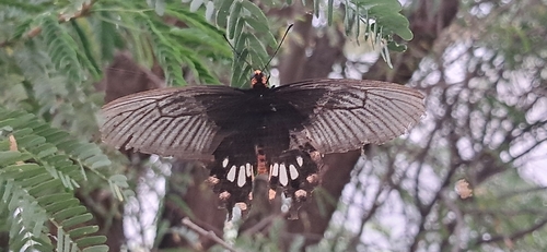 Common Rose Swallowtail