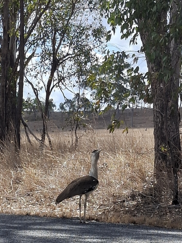 Australian Bustard