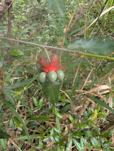 Small-leaved plane
