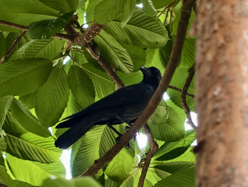 Large-billed Crow