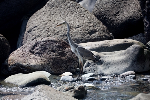 Grey Heron