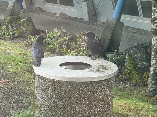 American Crow