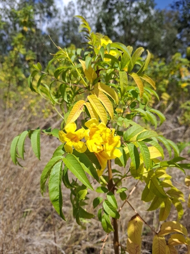 yellow trumpet flower