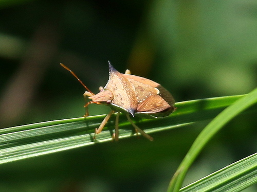 Diceraeus melacanthus · iNaturalist