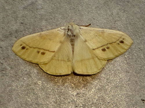 Eupterote orientalis