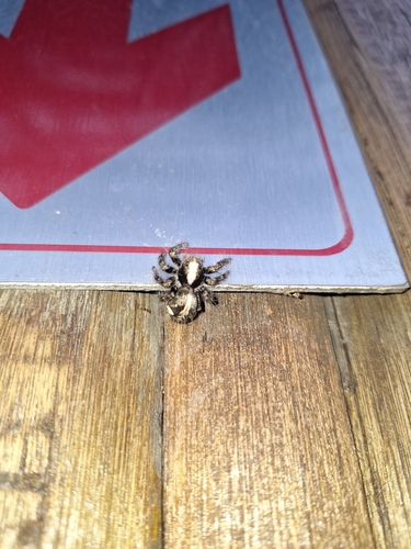 Hyllus treleaveni