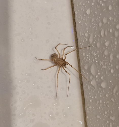 Common Spitting Spider