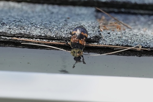 Tomentose Burying Beetle
