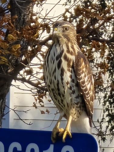 Broad-winged Hawk
