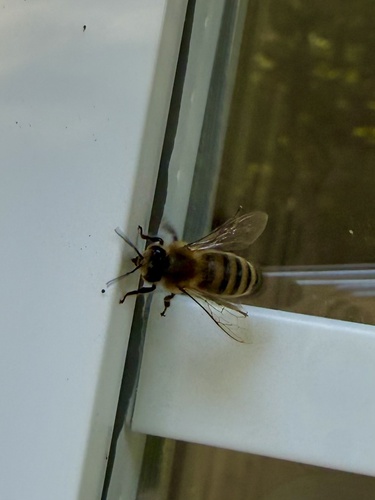 Western Honey Bee