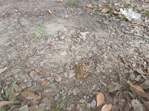 Asiatic Toad