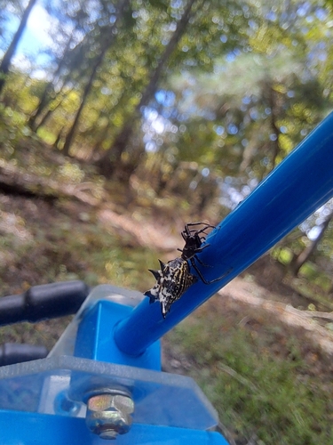 Spined Micrathena