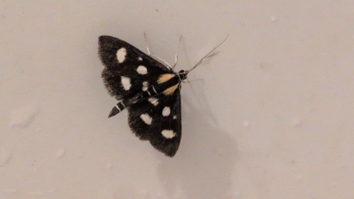 White-spotted Sable