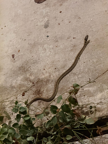 Checkered Garter Snake
