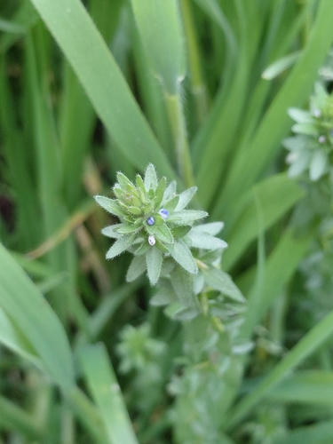 corn speedwell