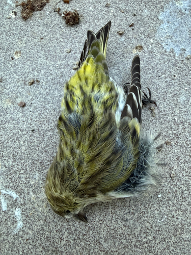 Eurasian Siskin