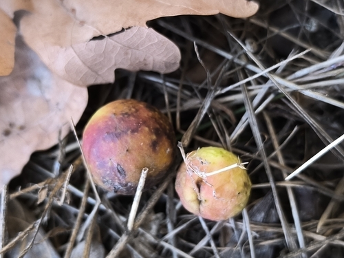 Cherry Gall Wasp