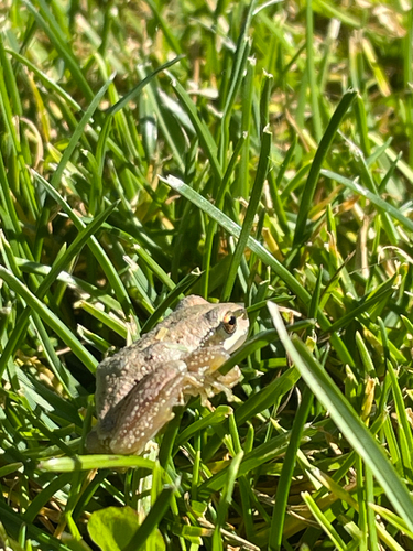 Pacific chorus frog