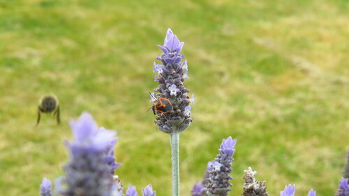Horehound Bug