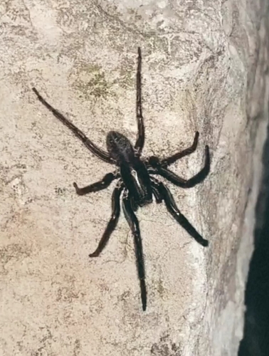 Tube-dwelling Spider