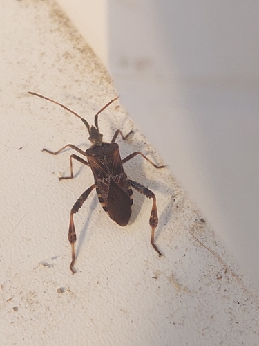 Western Conifer Seed Bug
