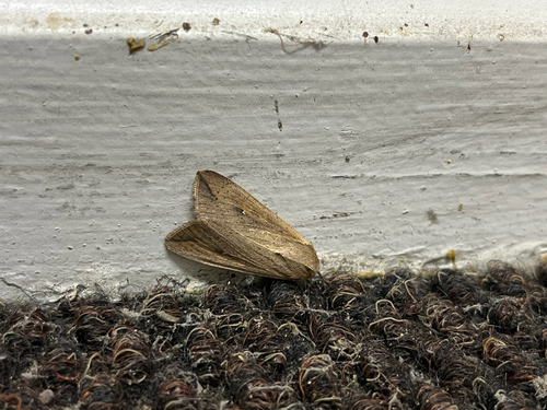 Armyworm Moth