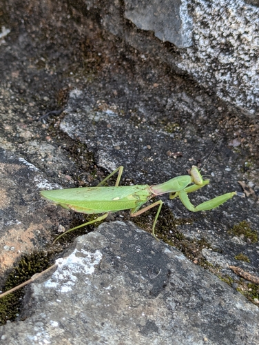 Giant Asian Mantis