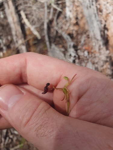 Dwarf Hammer Orchid