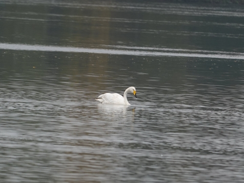 Whooper Swan