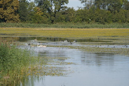 Mute Swan