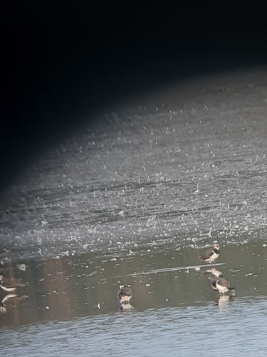 Northern Lapwing