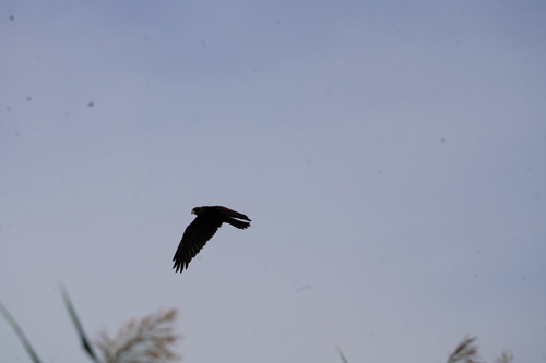 Western Marsh Harrier