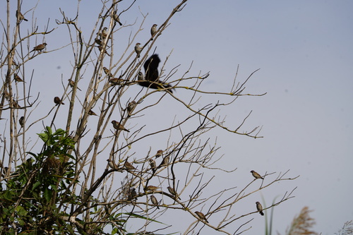 Eurasian Tree Sparrow