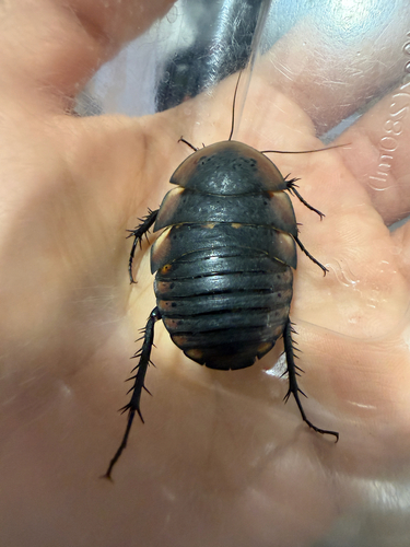 Polyphaga plancyi