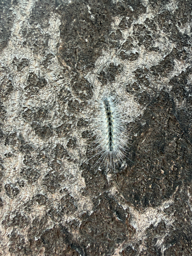 Fall Webworm Moth