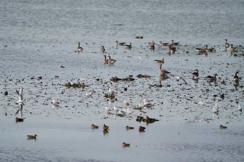 Black-headed Gull