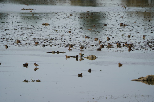 Green-winged Teal