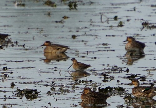 Common Snipe