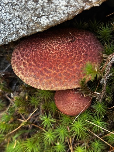 Painted Suillus