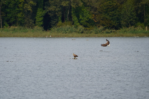 White-tailed Eagle