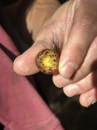 Oak Apple Gall Wasp