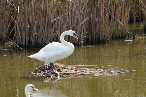 Mute Swan