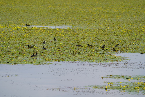 Eurasian Coot