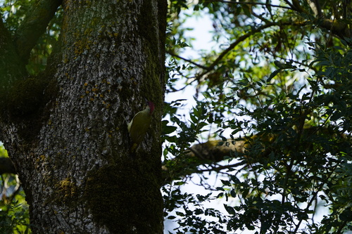 Eurasian Green Woodpecker