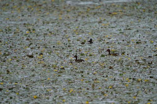 Ferruginous Duck