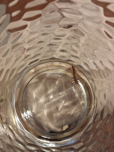 House Centipede