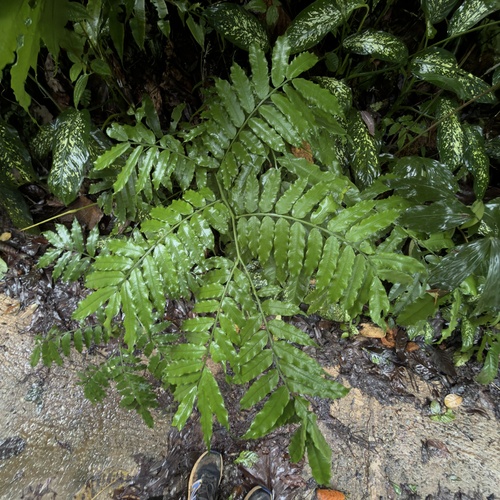 king fern